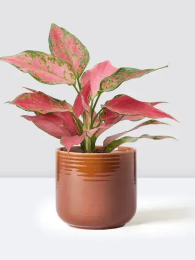 Aglaonema Cherry Baby Gallery 1