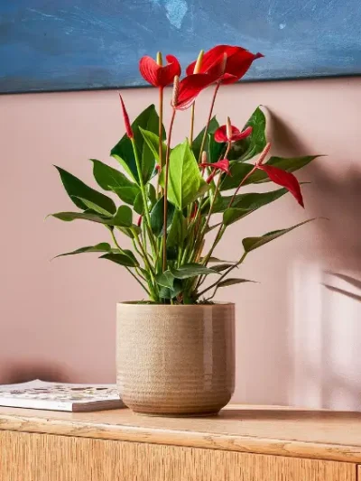 Anthurium Mille Red