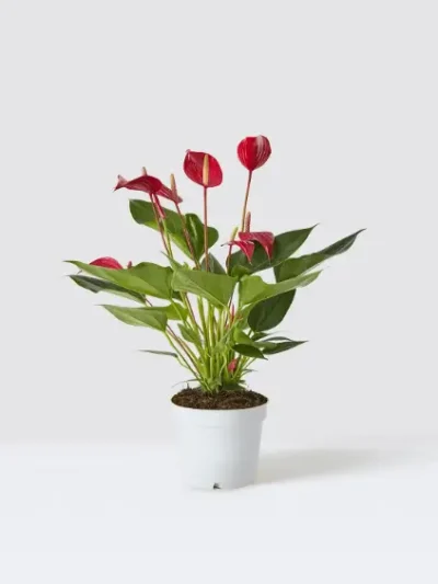 Anthurium Mille Red Gallery 2