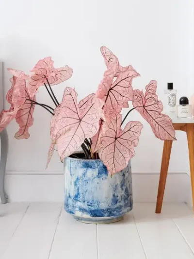 Caladium Spring Fling