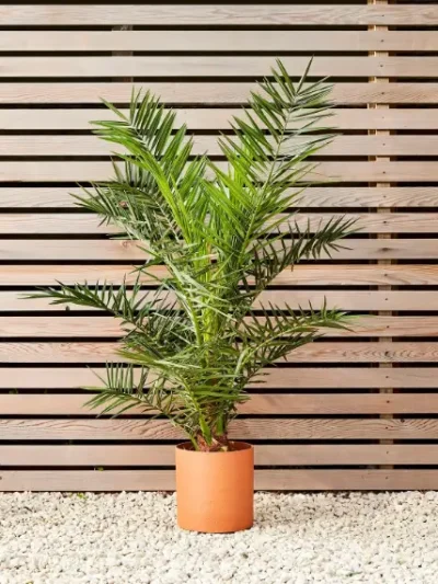 Canary Date Palm Care Gallery 2