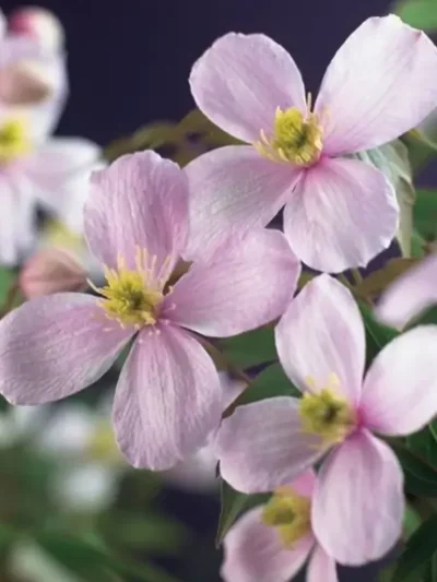 Clematis Montana Fragrant Flowering Vine