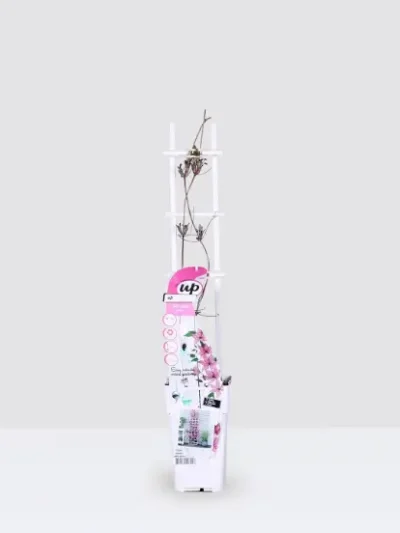 Clematis Pink Hagley Hybrid Gallery