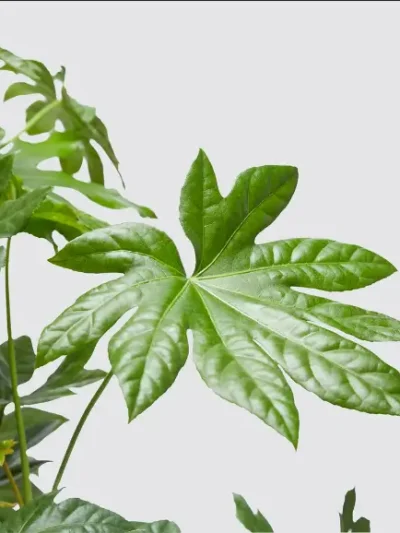 Fatsia Japonica Gallery 1