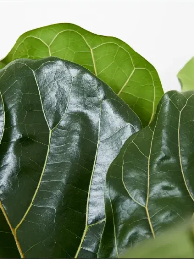 Fiddle Leaf Fig Gallery 2