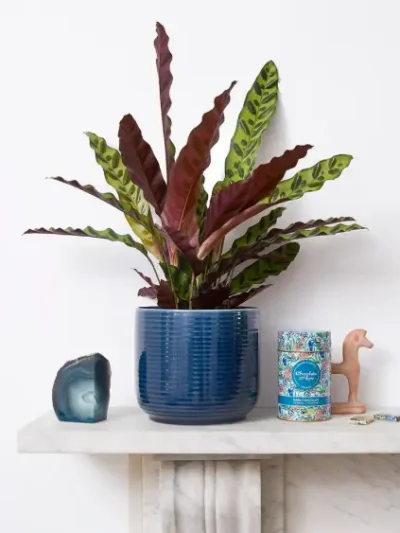 Jesse Pot & Chocolates Thrives On