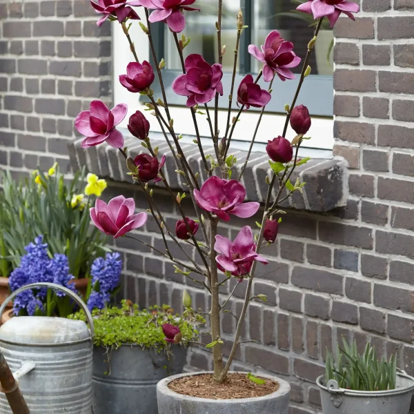 Magnolia Black Tulip