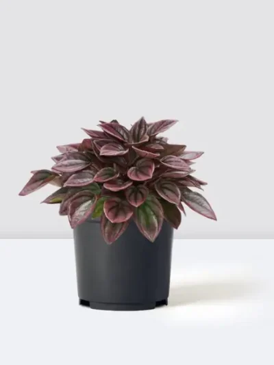Peperomia Caperata Cayenne Gallery 2