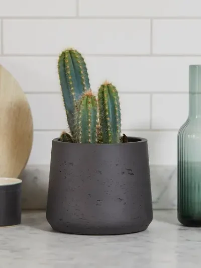 Pilosocereus Azureus