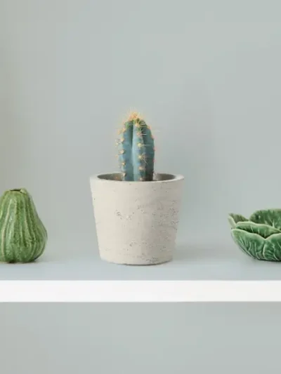 Pilosocereus Azureus Gallery 2