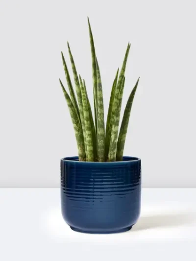 Sansevieria Mikado Fernwood Gallery 1