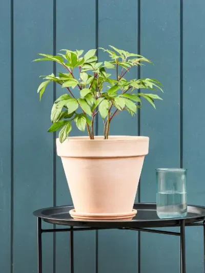 White Peony Potted Roots