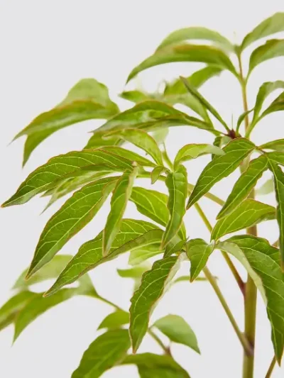 White Peony Potted Roots Gallery 1