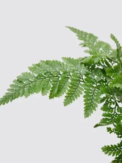 White Rabbit Foot Fern Gallery 2