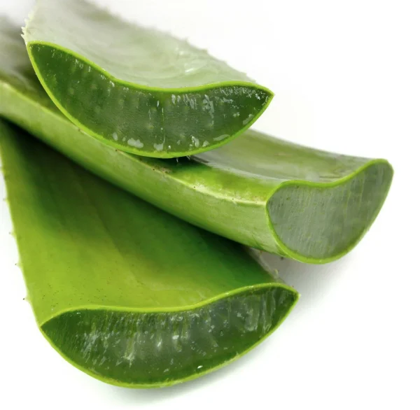 Aloe Vera - Image 2