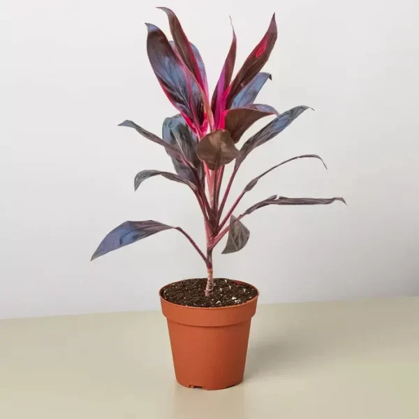 Cordyline Calypso Queen - Image 3