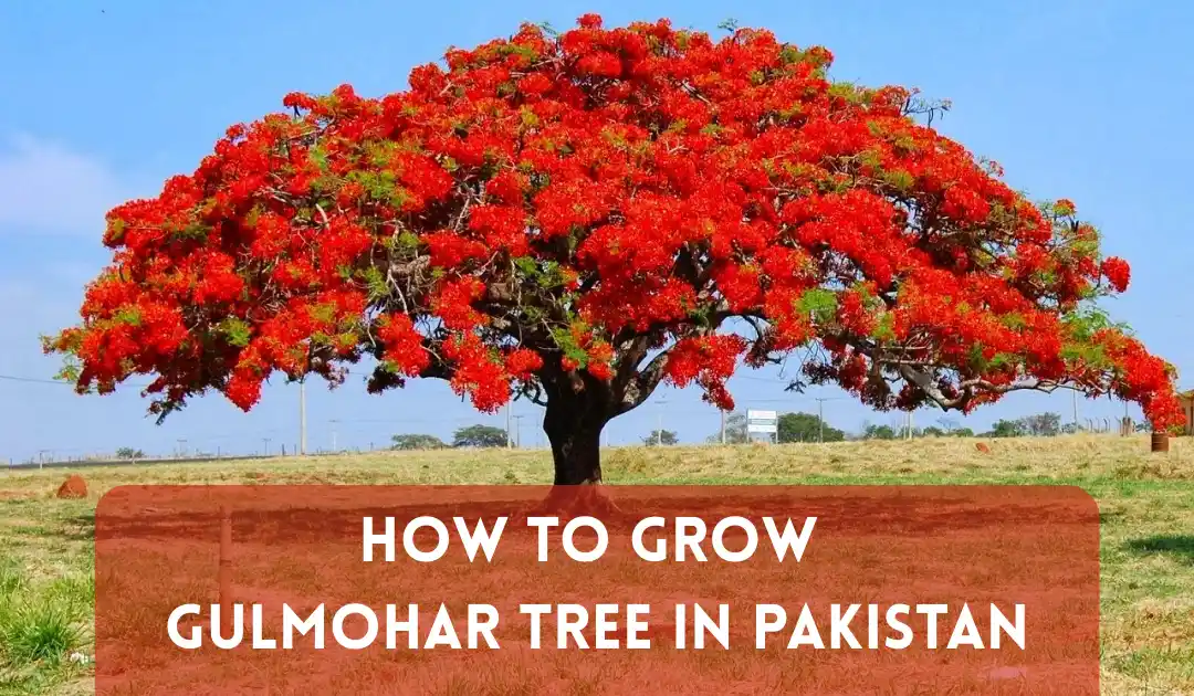How to Grow Gulmohar Tree in Pakistan