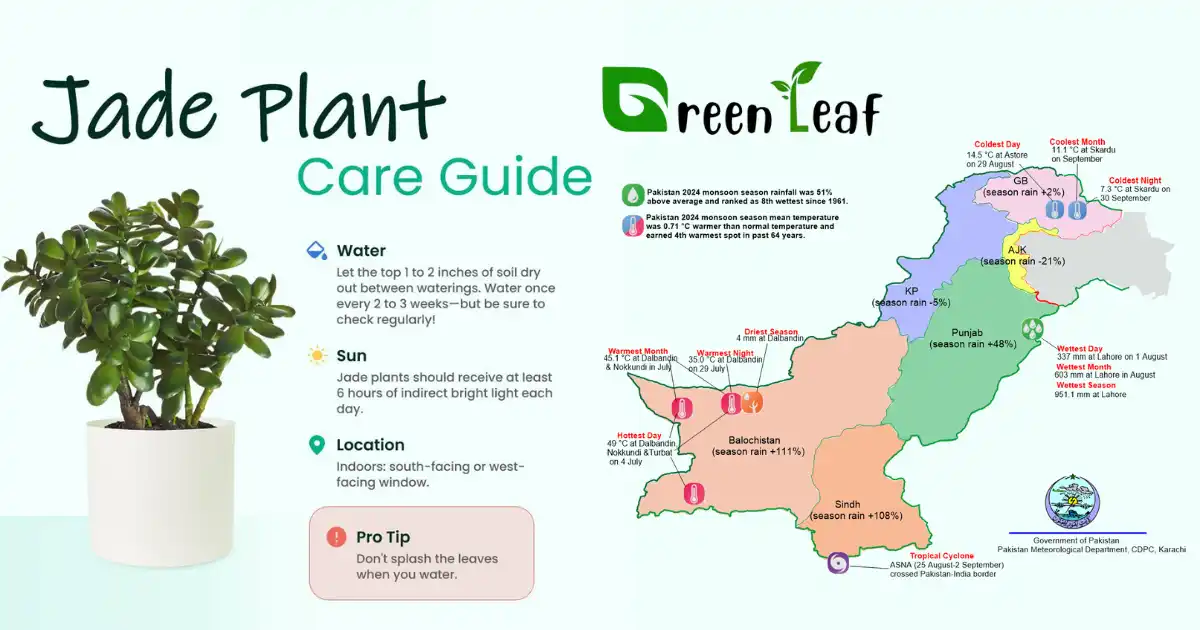 Jade Plant Care Guide