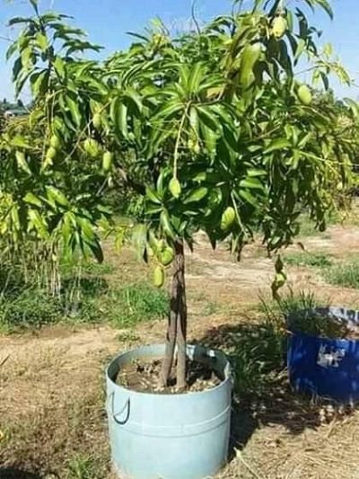 Mango Plant Online Shopping