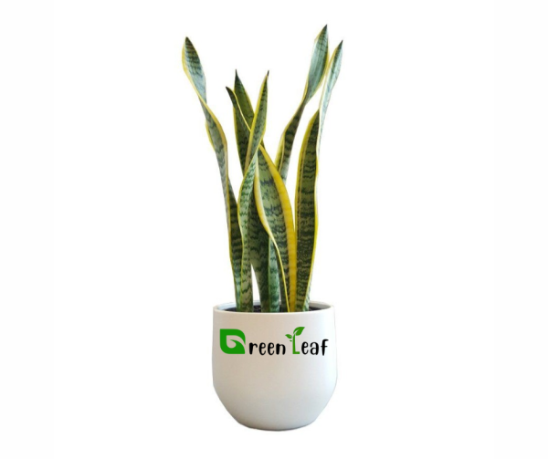 Snake Plant
