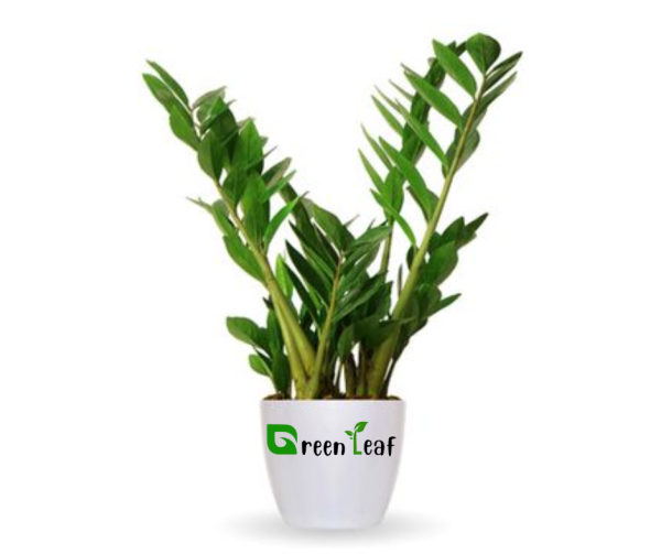 Zamioculcas zamiifolia, ZZ Plant