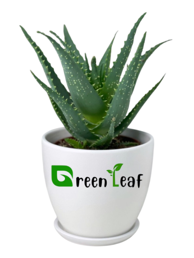aloe-vera-greenleaf-pakistan.png