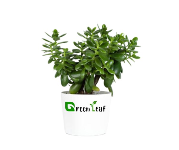 Jade Plant online in pakistan