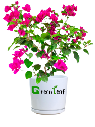 Buy Bougainvillea Plant Online