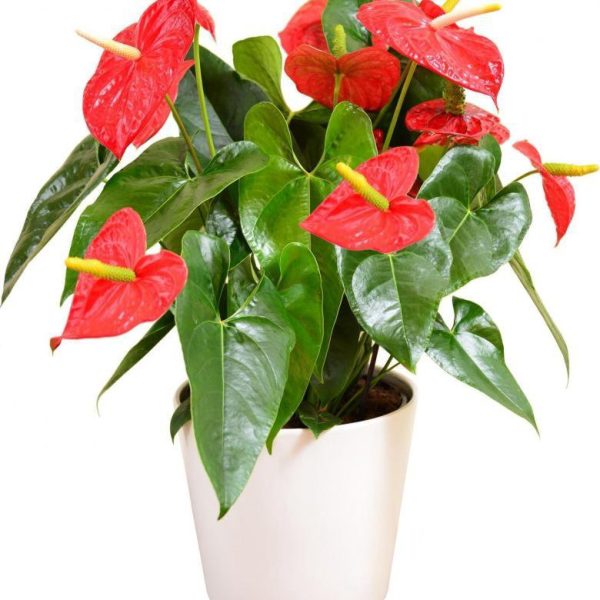 Anthurium Mille Red - Image 2