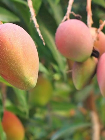 mango plant online in pakistan