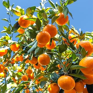 orange plant