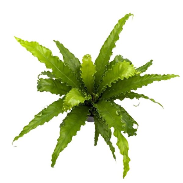 Bird's-nest fern - Image 2