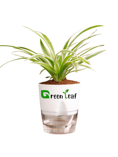 Buy Spider Plant Now