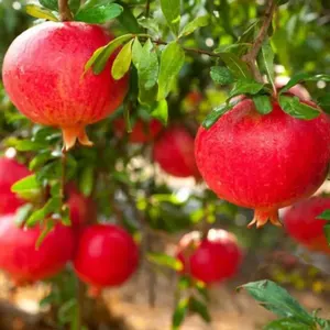 Pomegranate plant online in pakistan