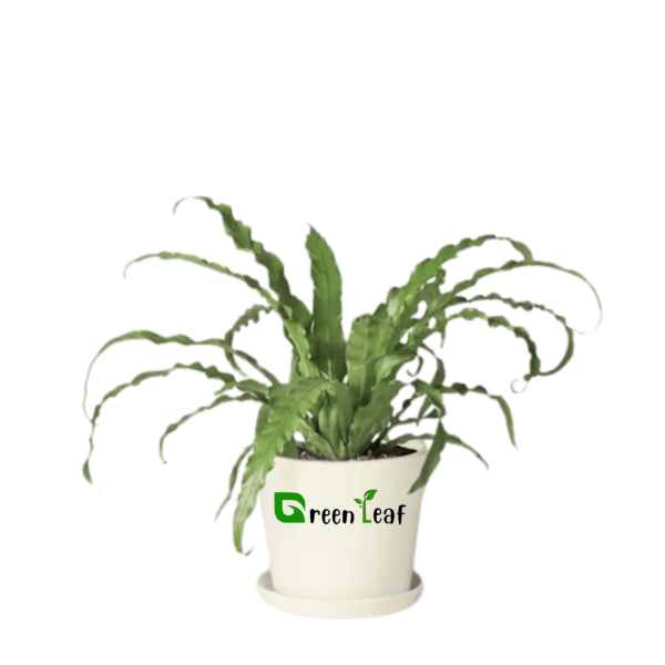 Bird's-nest fern plant online in pakistan