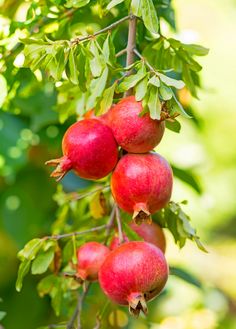 buy Pomegranate plant now