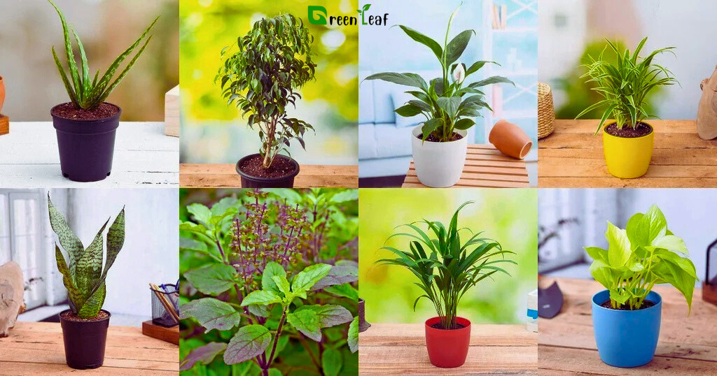 7 Best Indoor Plants for Oxygen in Bahrain