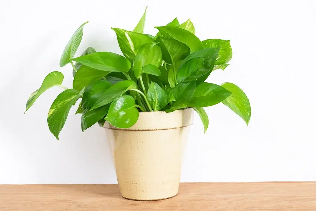 Best indoor plants in Pakistan