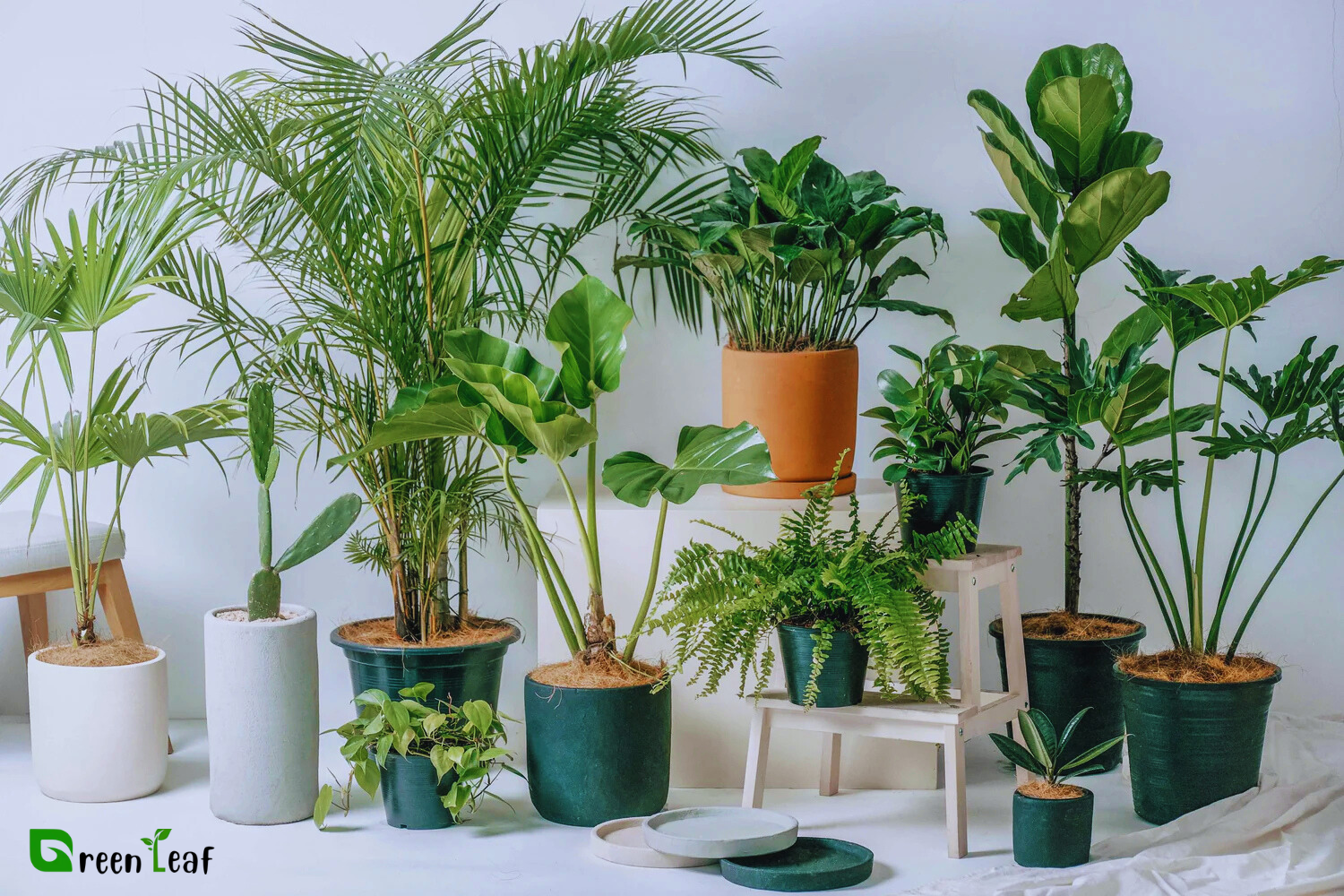 indoor plants bahrain