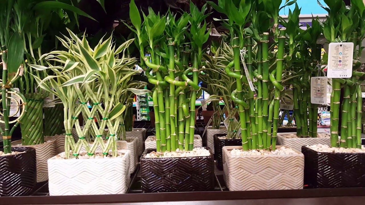 Lucky Bamboo For Sale