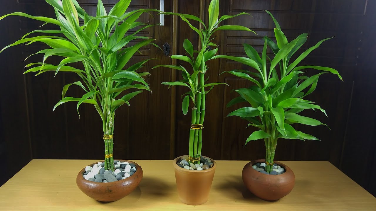 how to grow lucky bamboo